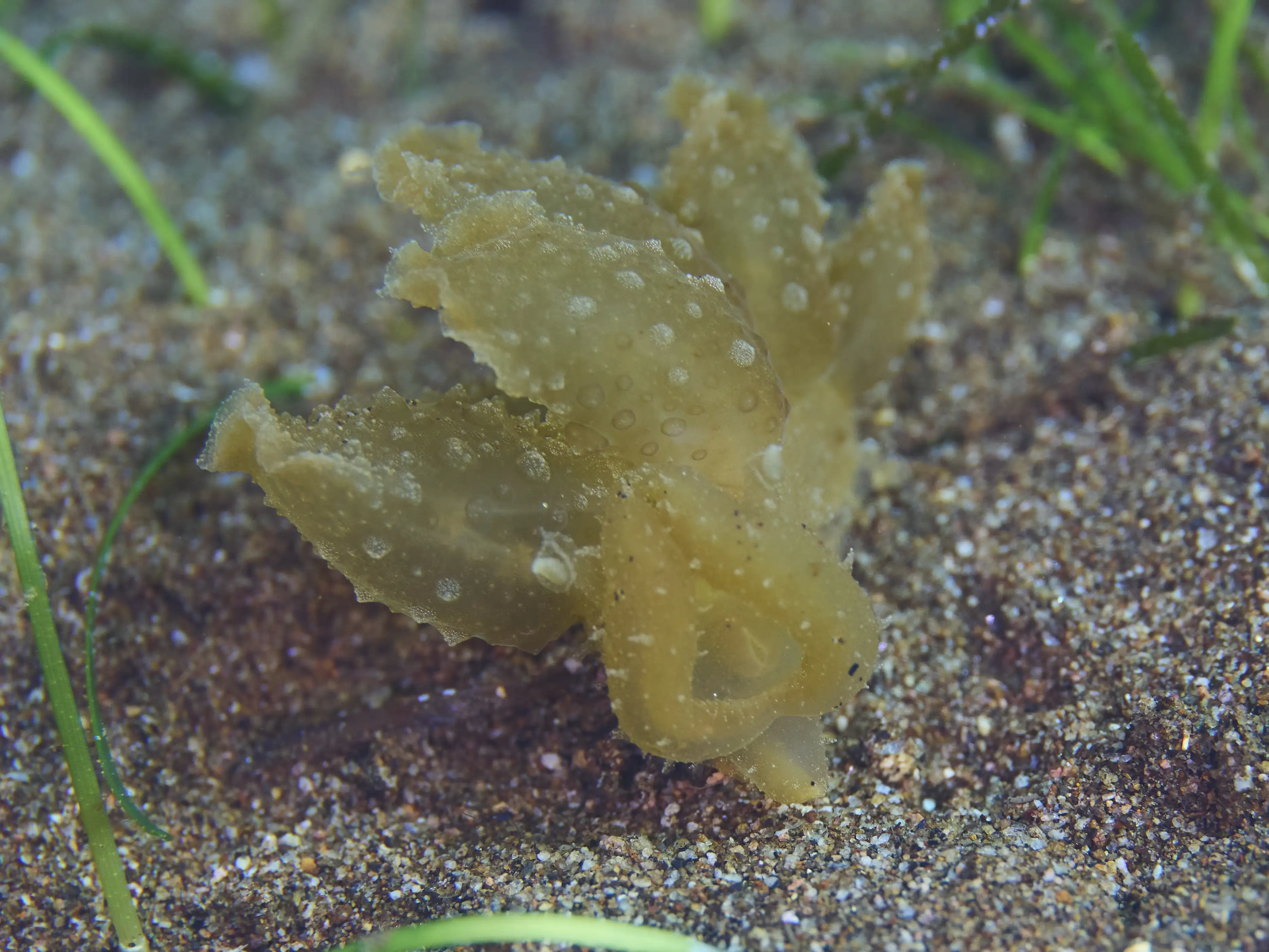 Melibe veridis - San miguel - 12m